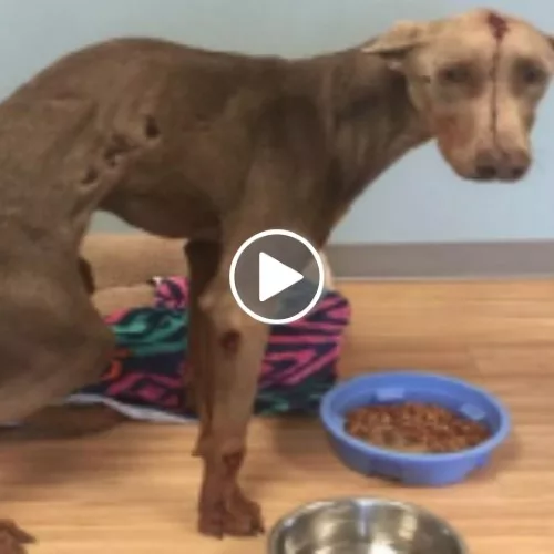 From Injured and Alone to Happy and Healthy: The Inspiring Story of a Rescued Dog’s Recovery