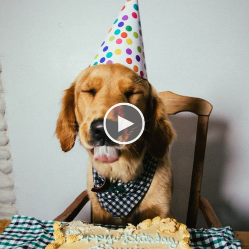 “Milestone Moments: Celebrating Our Furry Friend’s 12th Birthday with Love and Gratitude”