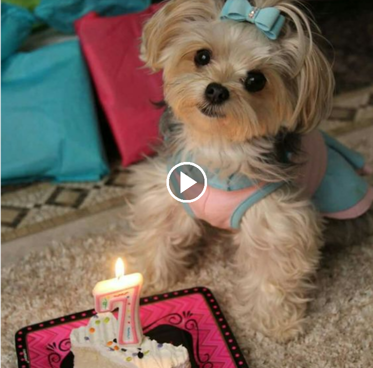 “Celebrating Our Furry Friend’s Special Day – Overflowing with Cuteness and Love!”