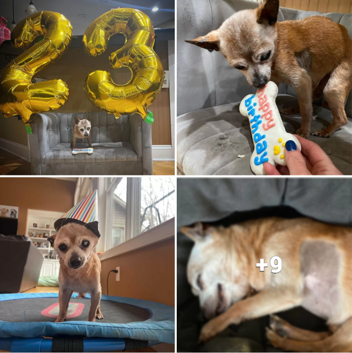 “23 Years of Love and Loyalty: A Special Celebration for the Senior Rescue Dog, Bully!”