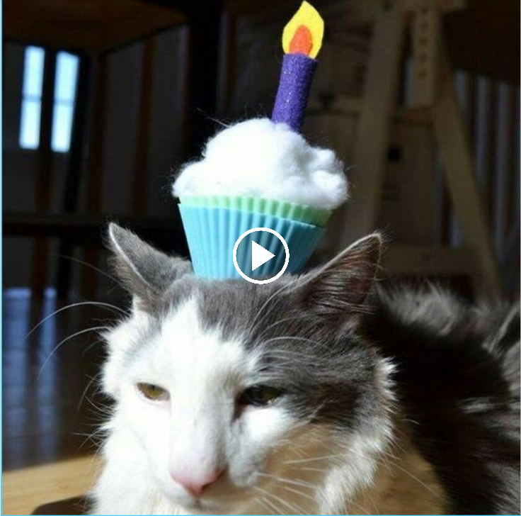 “Meowy Birthday Bash for our Cuddly Feline! ?? Let’s Paw-ty Together!”