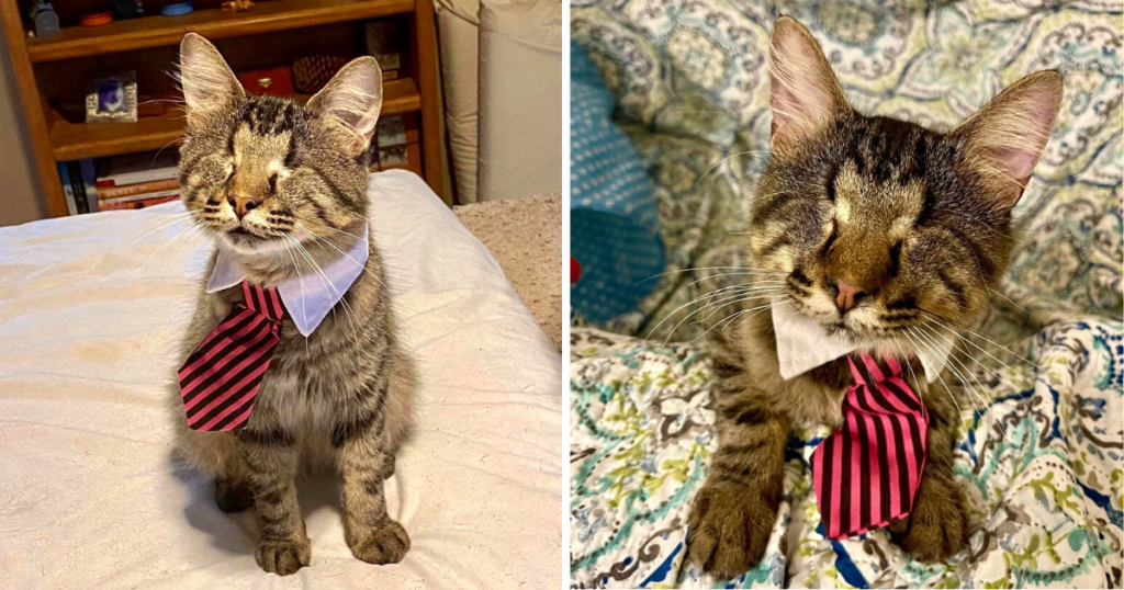 “Saved From Tragic Fate: A Starving Cat’s Journey from a Corrupt Shelter to a Loving Home”