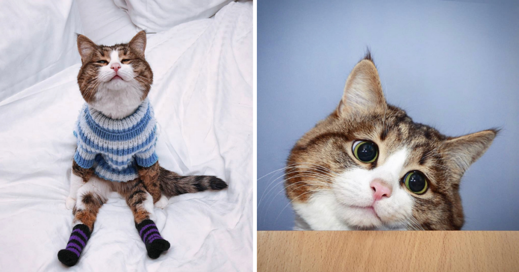 Introducing Rex, The Adorable Feline Ambassador of Love and Pawsitivity
