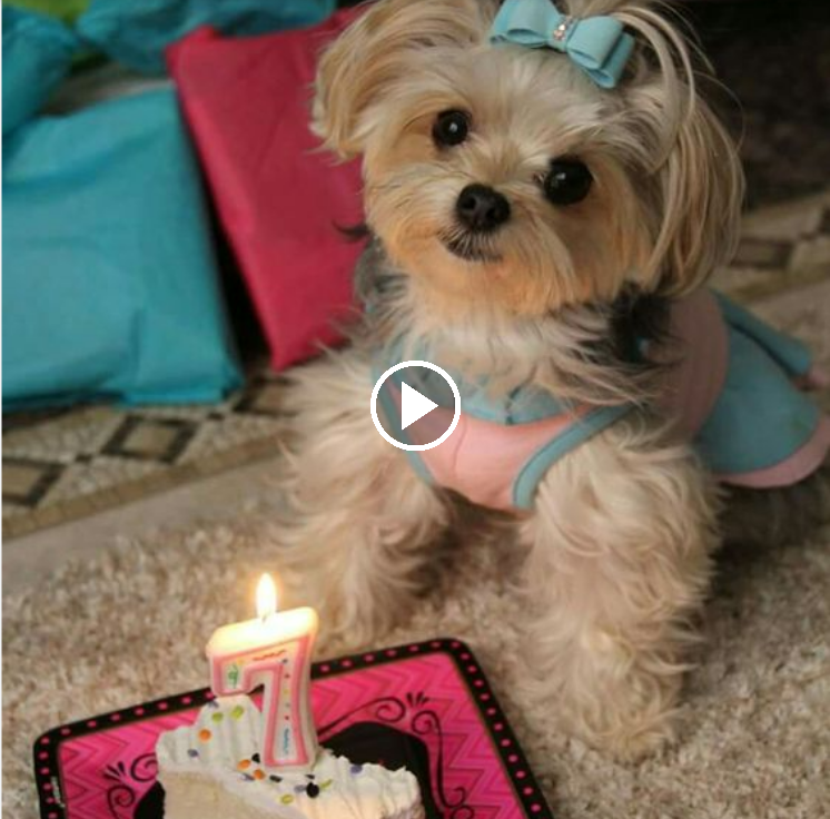 “Let’s Honor Our Beloved Pets with Endless Cuteness and Love on their Special Day!”