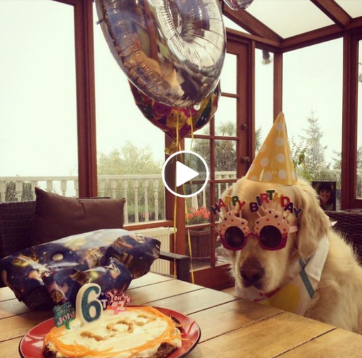 Celebrating the Furry Superstar: My Beloved Dog’s Birthday Bash!