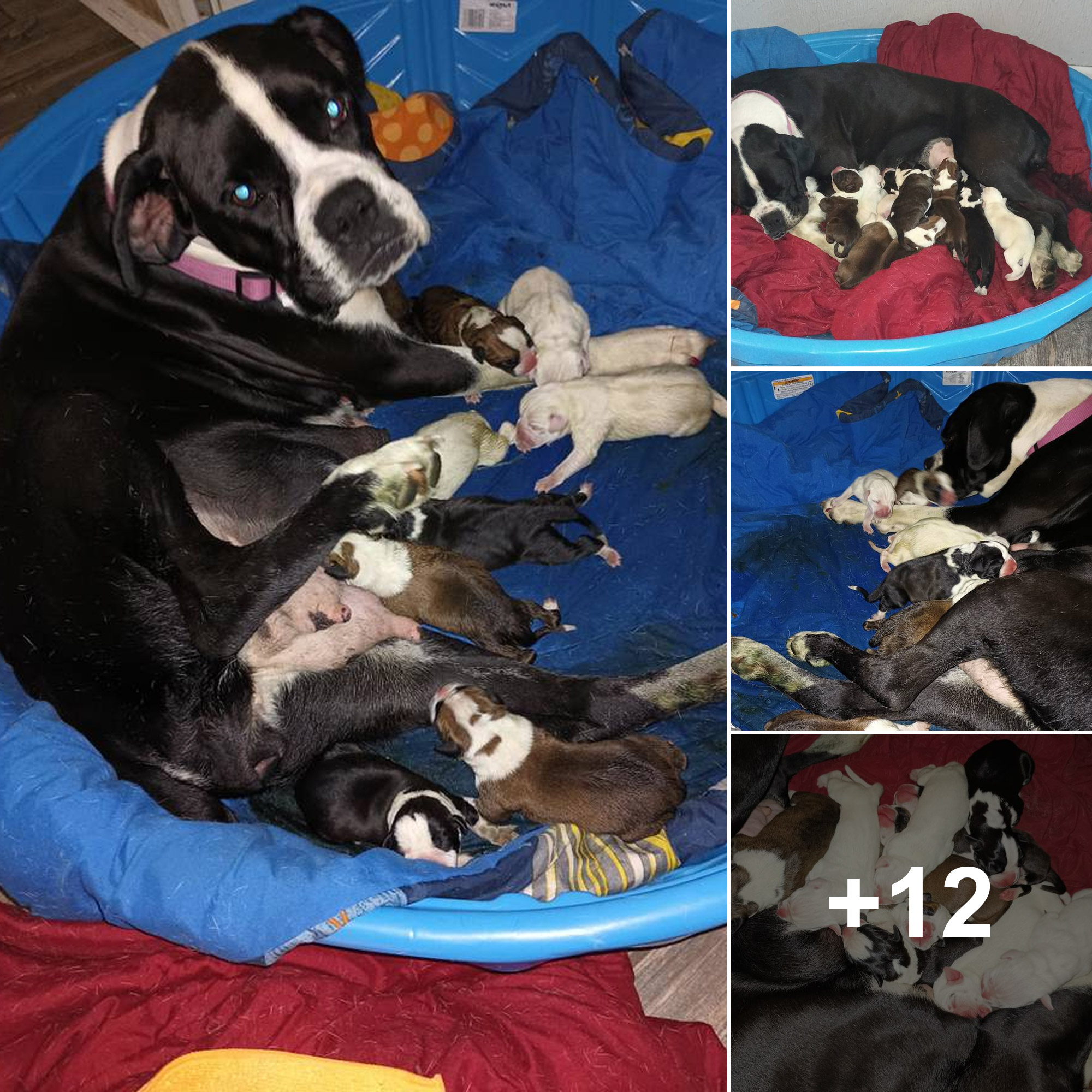 Heartbreaking discovery: Mother Boxer dog and 10 newborn puppies ...