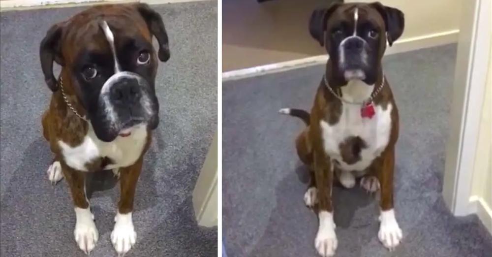 Boxer Pup’s Hilarious Bathtime Antics: Fakes Exhaustion to Avoid Getting Wet