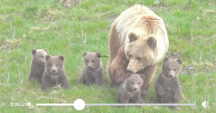 3months old, 5 Bear cubs allow outside den for first time | So adorable (Video)