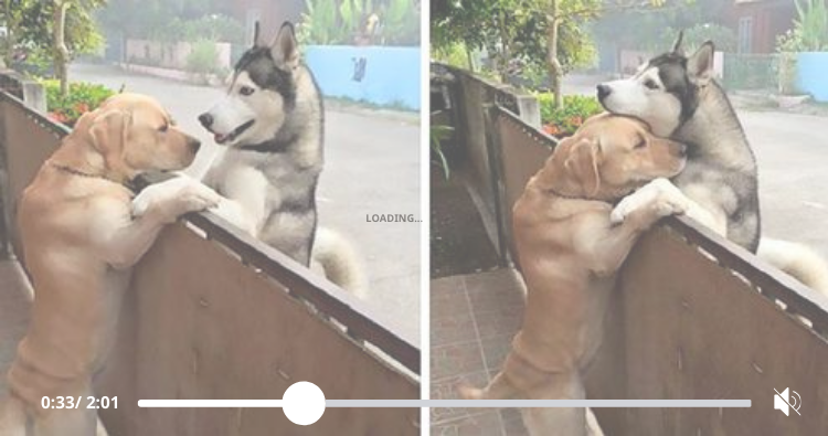 A lonely husky bolts out of the open gate in search of his beloved companion