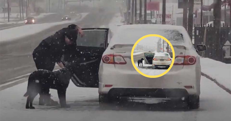 A Compassionate Woman Rescues a Stranded Dog on a Snowy Road