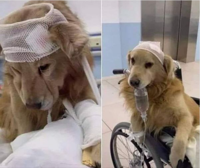 Sick Golden Retriever Patiently Obeys Mom and Wears His Respiratory Mask